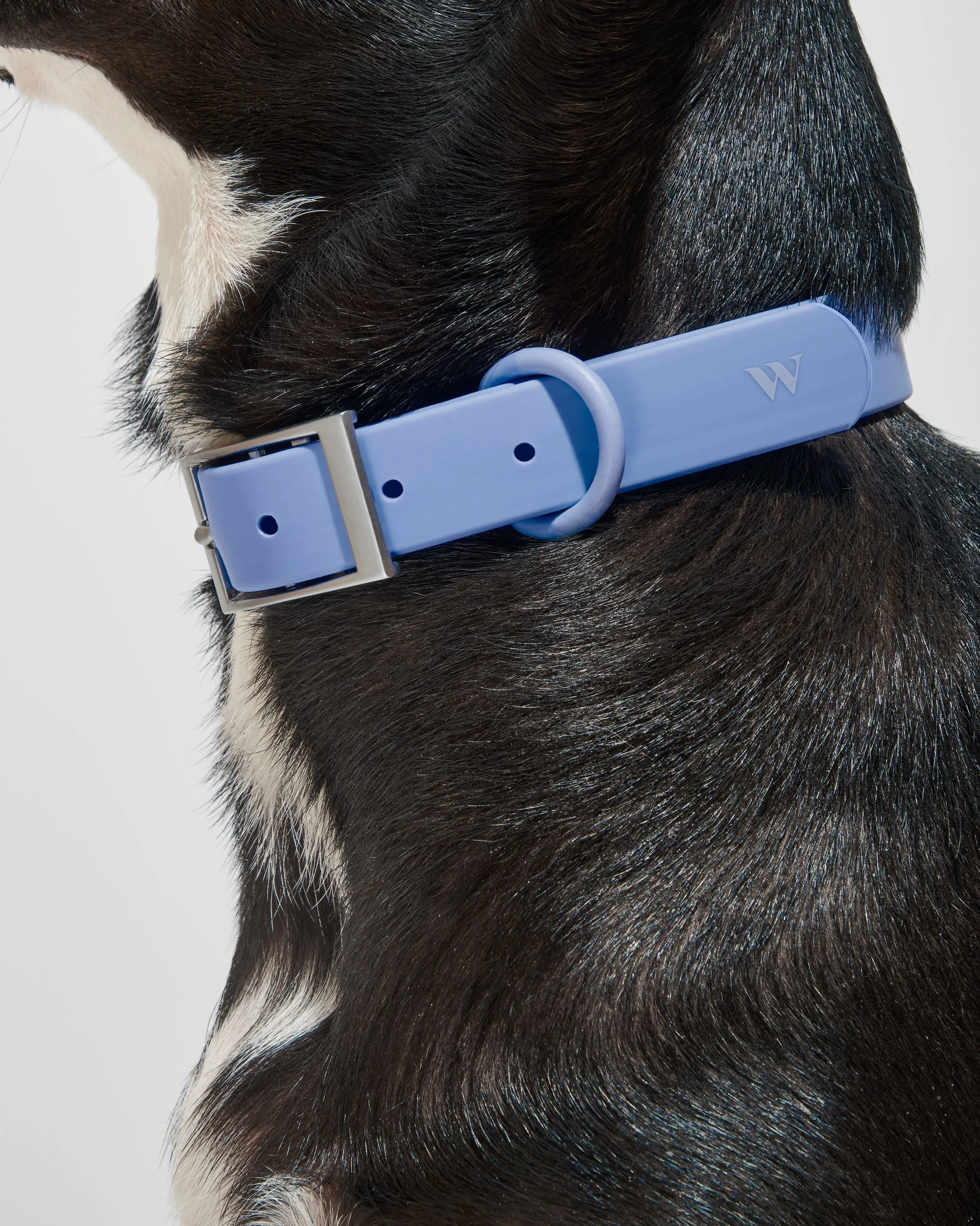 Hands-Free Collar Walk Kit
