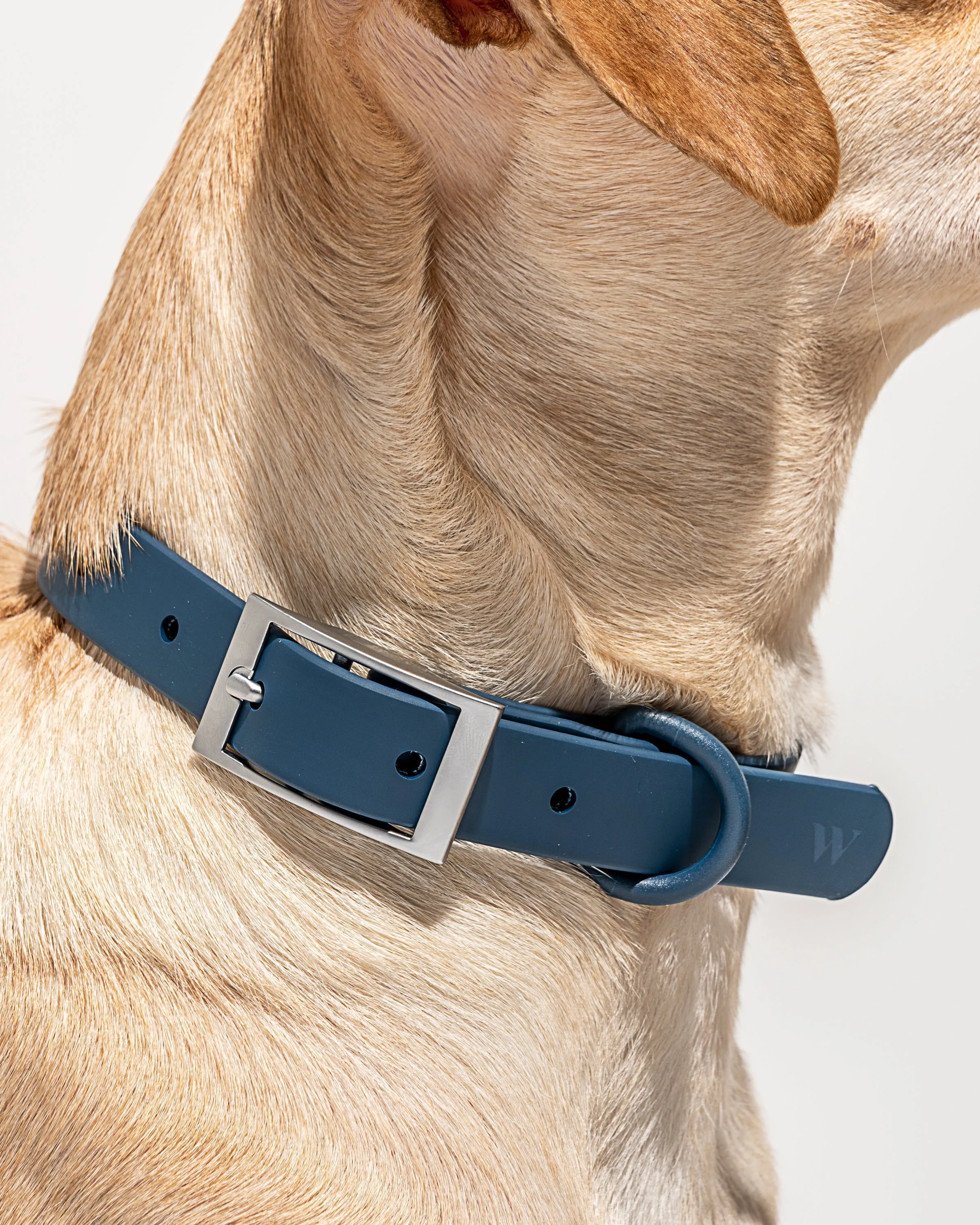 Hands-Free Collar Walk Kit