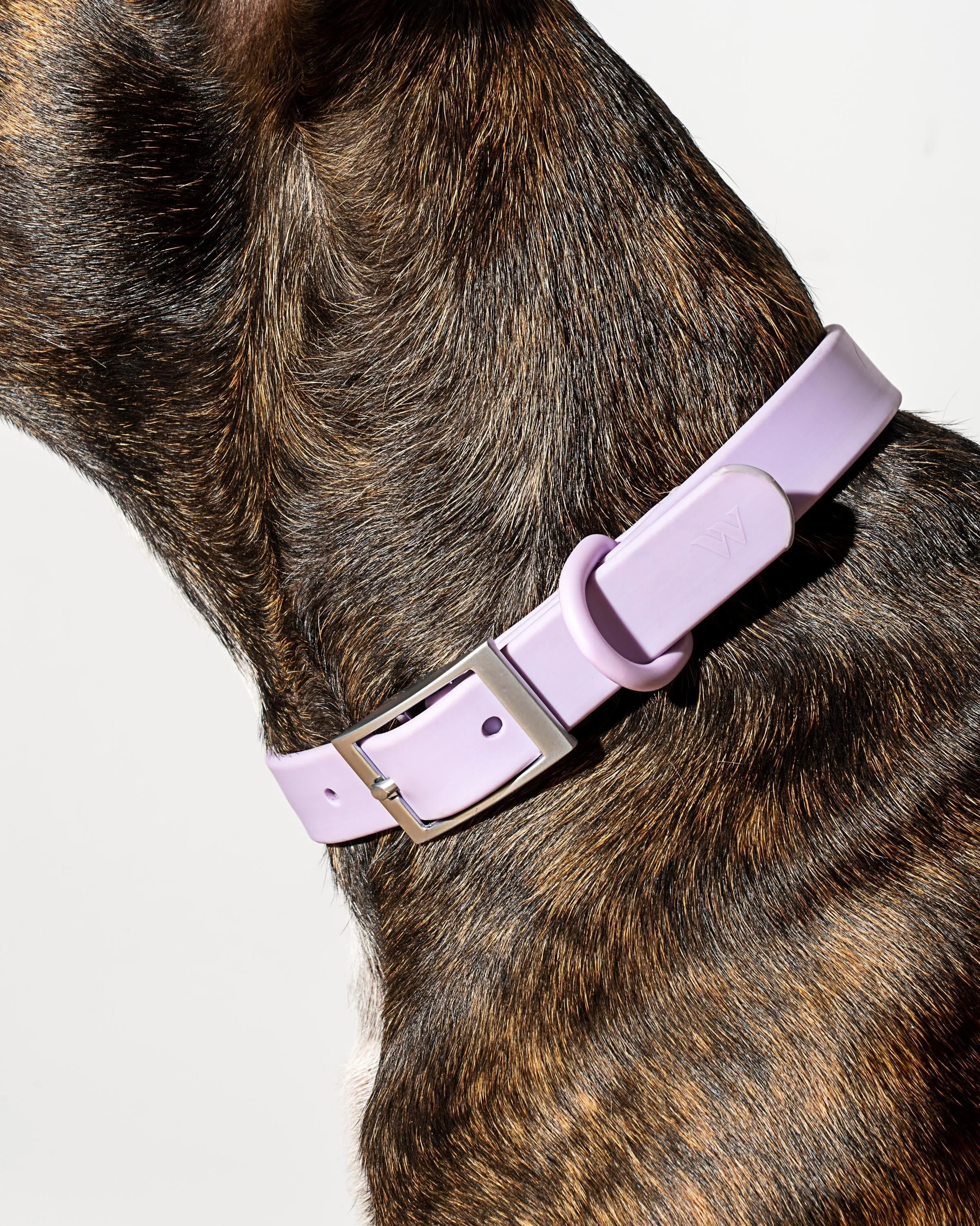 Hands-Free Collar Walk Kit