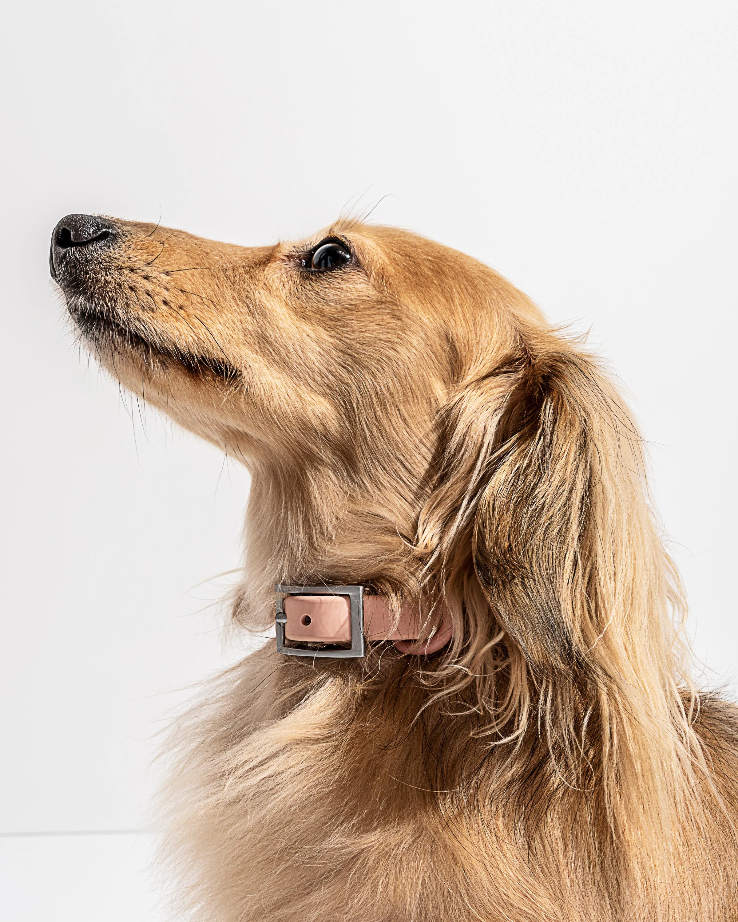 Hands-Free Collar Walk Kit