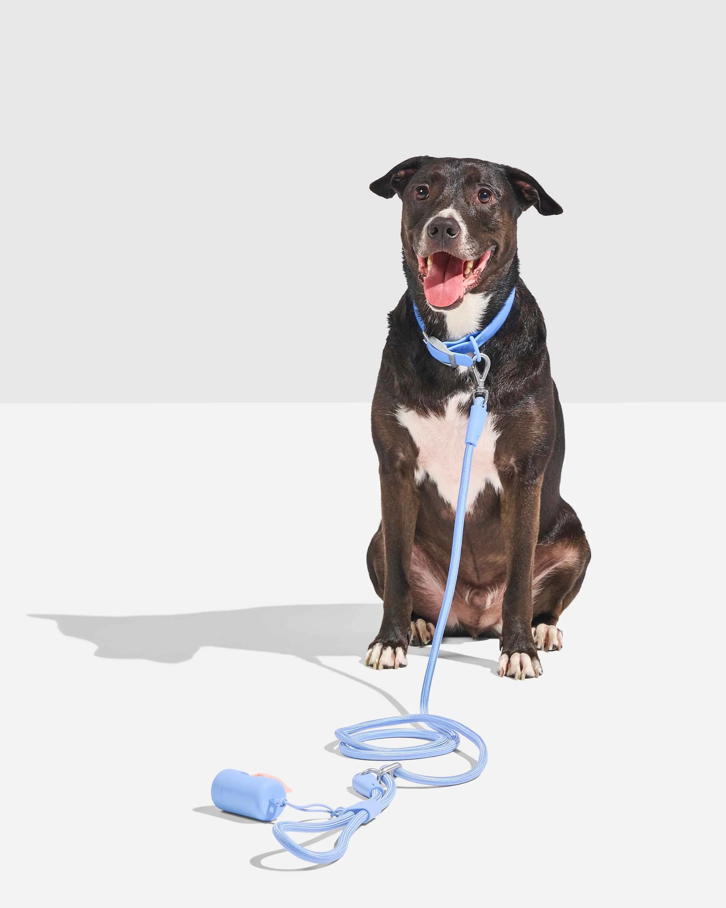 Hands-Free Collar Walk Kit