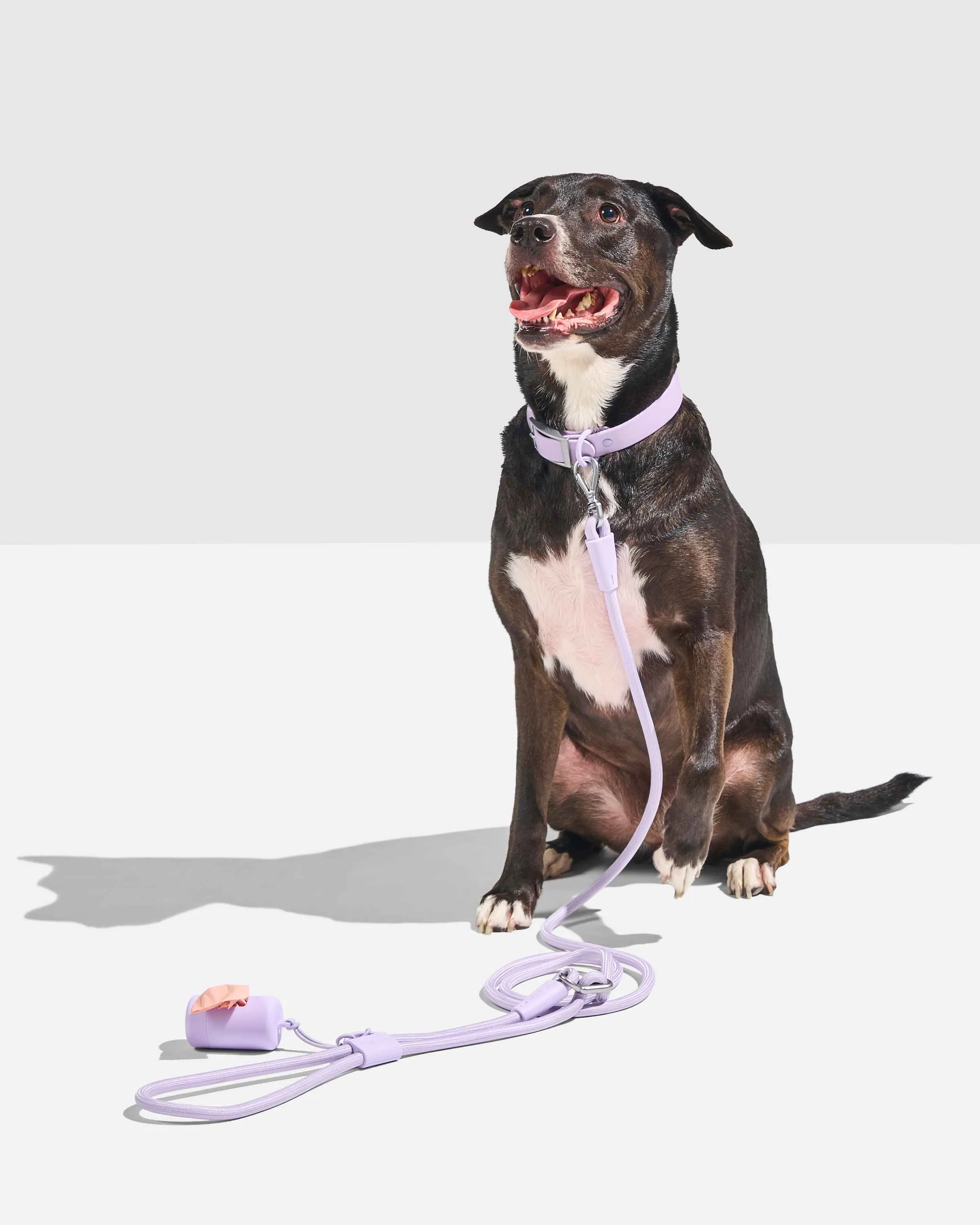 Hands-Free Collar Walk Kit