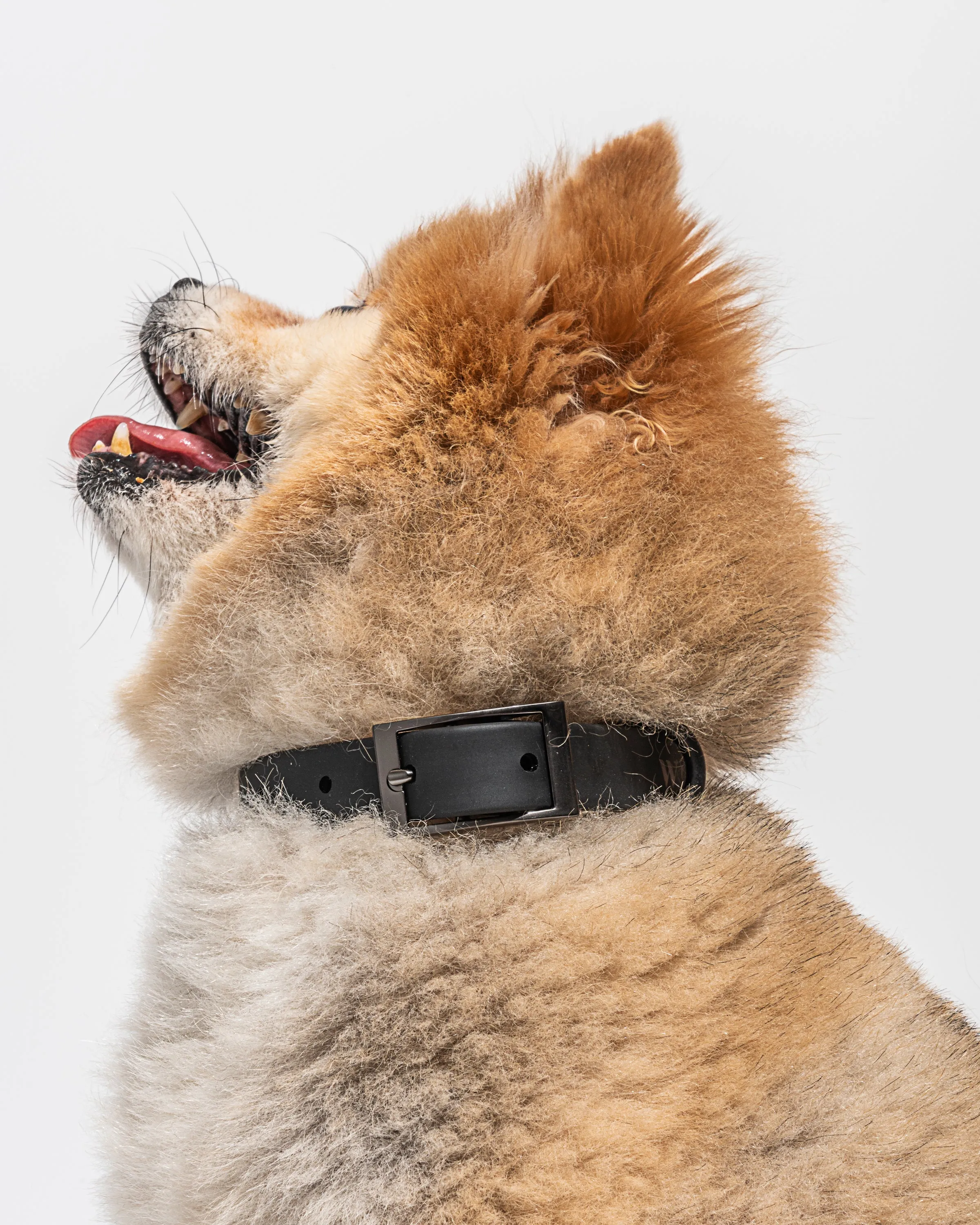 Hands-Free Collar Walk Kit